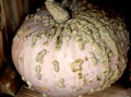 Peanut Pumpkin, Cucurbita `Galeux dÃ¢â¬â¢Eysines`, Bumpkin Pumkin Royalty Free Stock Photo